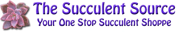 succulent source