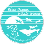 Whale Watching Monterey