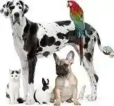 DiscountPetMedicines