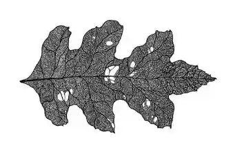 Oaks